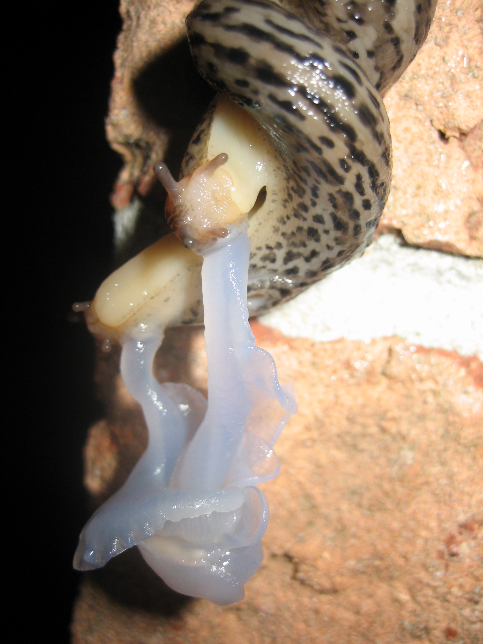 Mating_Great_Grey_Slug_4124.jpg