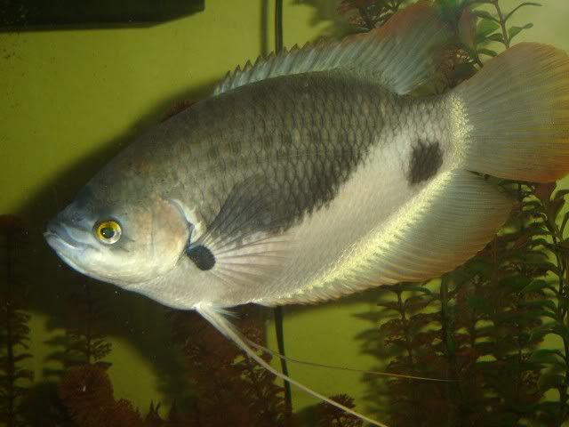 giantgourami2.jpg
