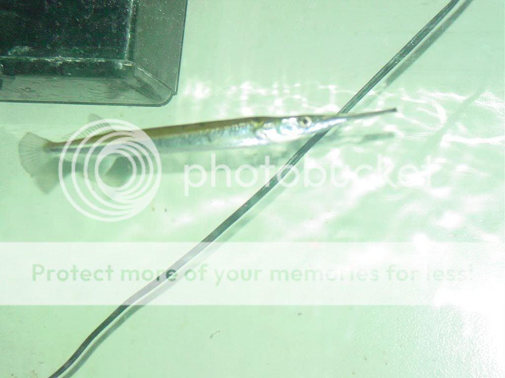 DSC08216.jpg