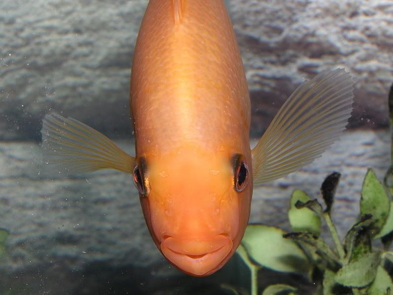 11705Fish054RedDevil.jpg