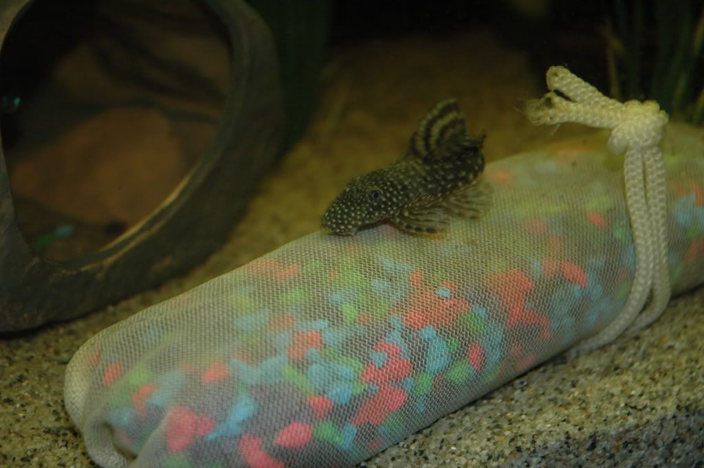 bristlenose2.jpg
