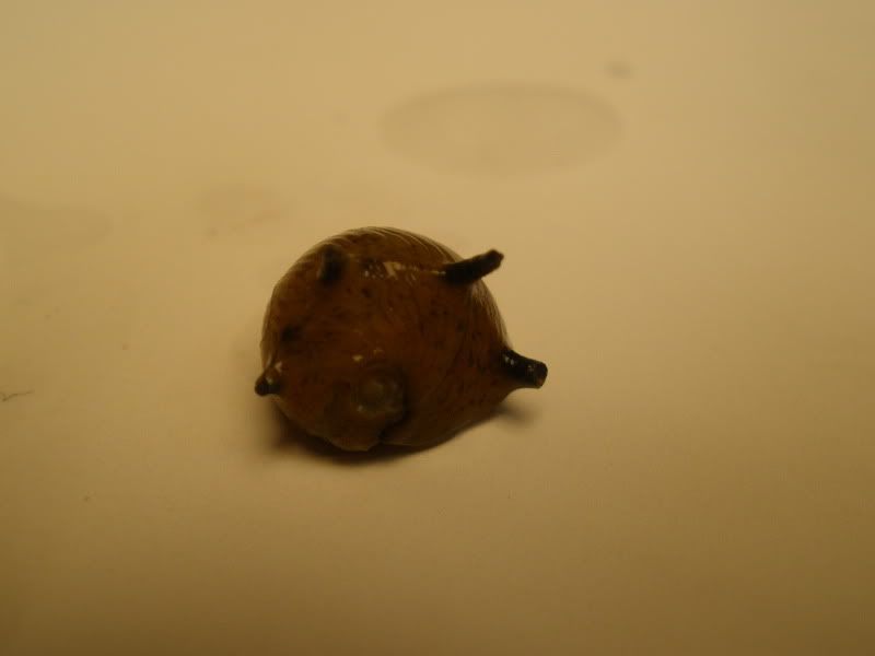 hornednerite02.jpg