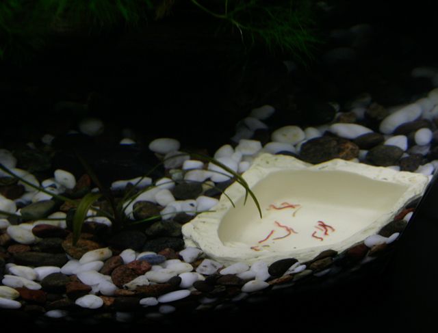 wormdish.jpg