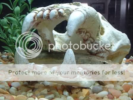 bichir.jpg