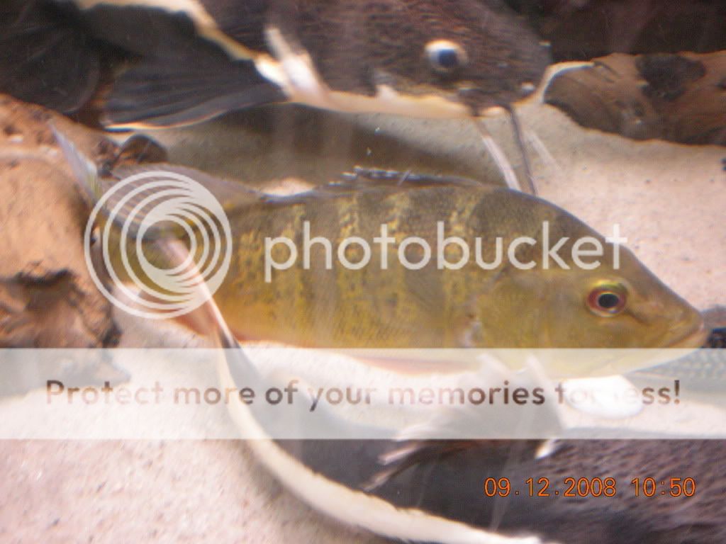 DSCN0921.jpg