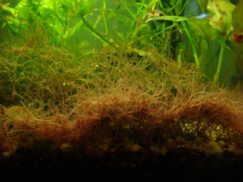 03-23-08_Worms_2.jpg