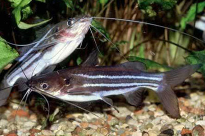 mystus-vittatus-01.jpg