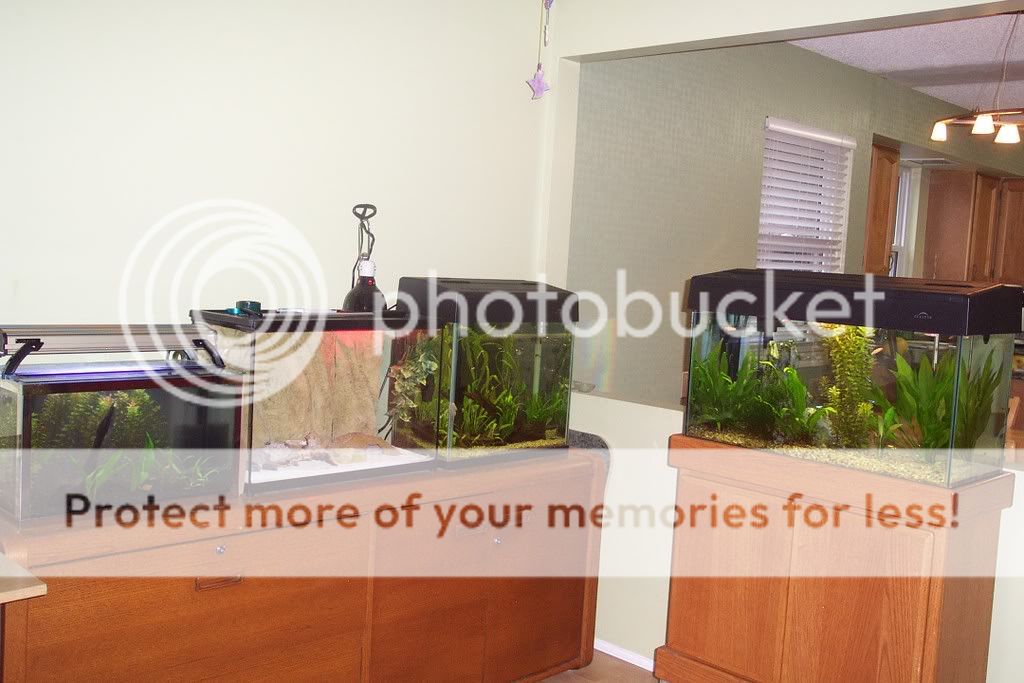 fishroom5.jpg