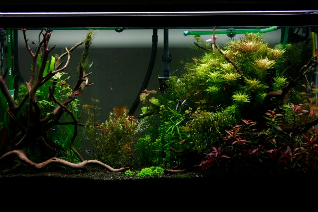 60gAquarium05-13-09004.jpg