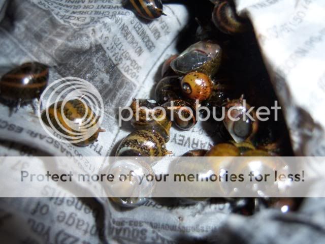 snails015.jpg