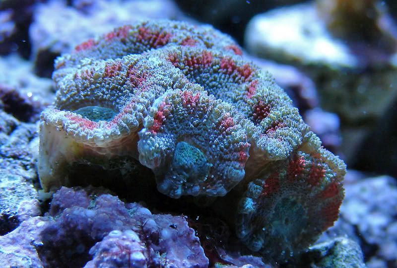 acan.jpg