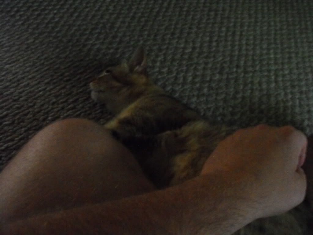 catfuzzy7007.jpg