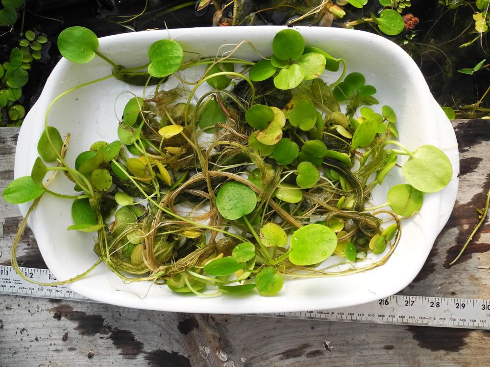 Frogbit1000px.jpg
