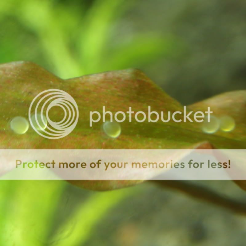 OtoEggs2_062311.jpg