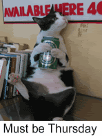Drunken_cat_in_Bangkok__Thailand.gif