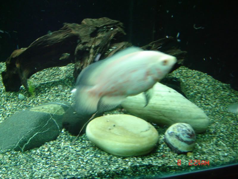 DSC00785.jpg