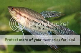 fish.jpg