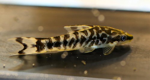 otocinclus_cocama.jpg