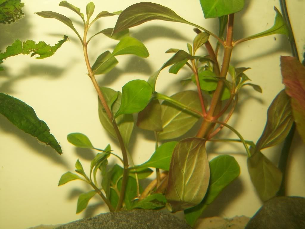 Red-GreenPlant.jpg