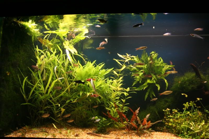fishtank011.jpg