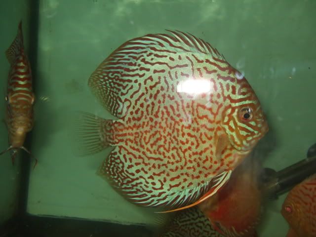 DSCF2459.jpg