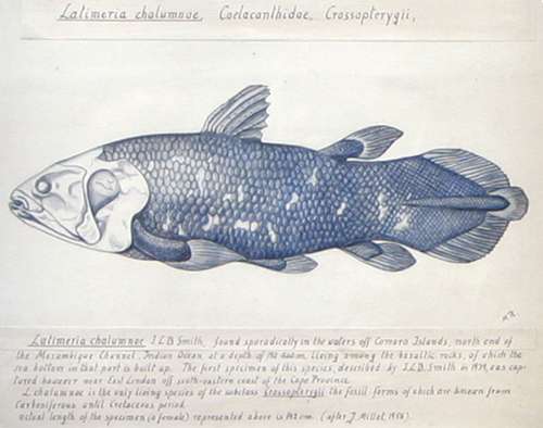 Coelacanth.jpg