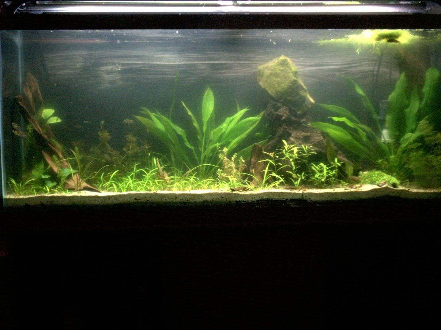 55galplanted.jpg