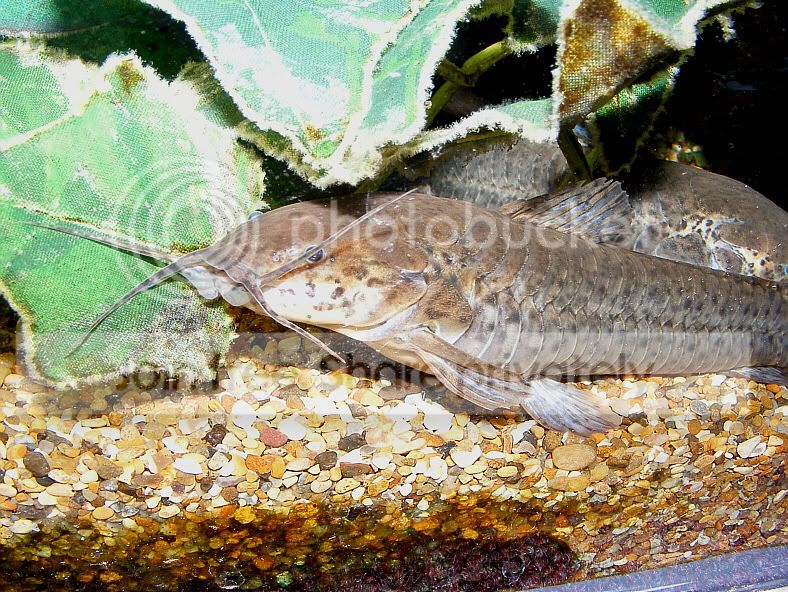 Callichthysfemale215-09-09.jpg