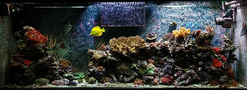 tank04-17-07.jpg