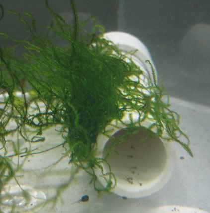 NewbornGudgeons.jpg