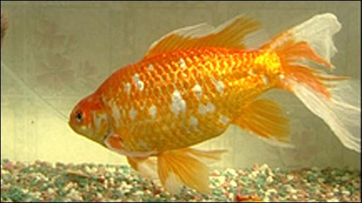 _44578983_goldfish512.jpg