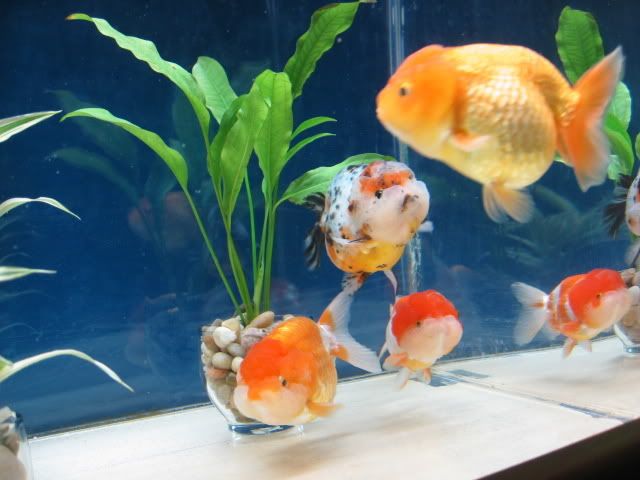 fishtank014.jpg