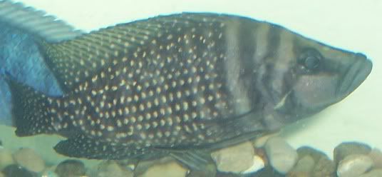 Fish2007.jpg
