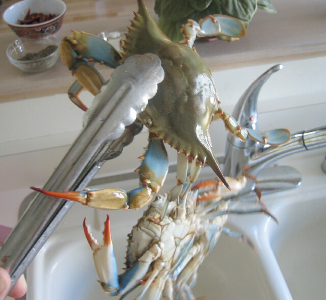 BlueCrab1.jpg