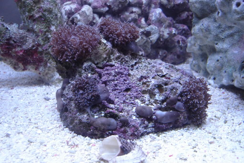 fish035.jpg