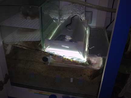 UserDragon1188onSG-3.jpg