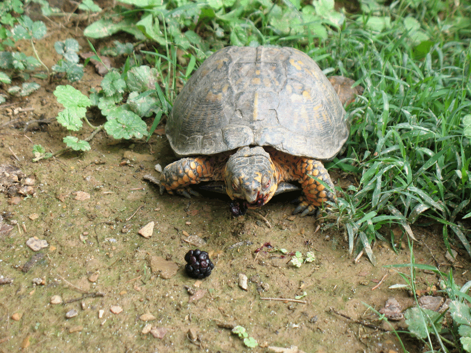 Male-Box-Turtle8.gif