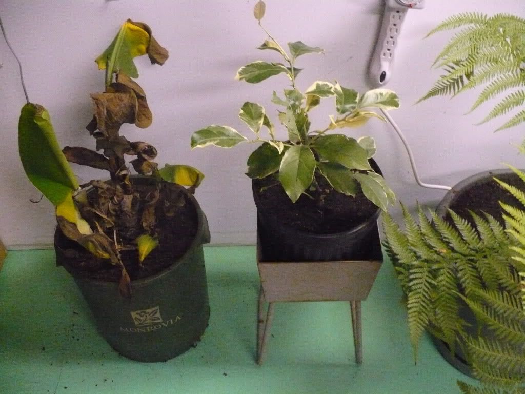 P1050227.jpg