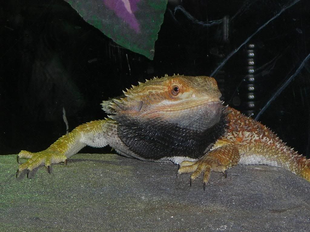 DSCN3336.jpg