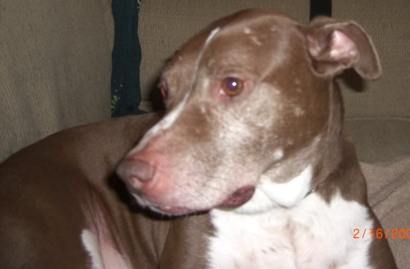 buzzy_feb_08.jpg