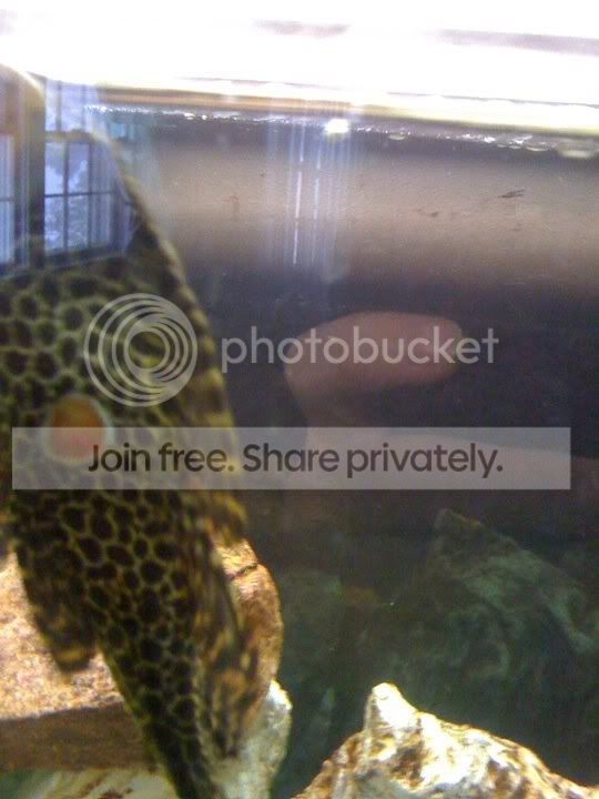 pleco3.jpg