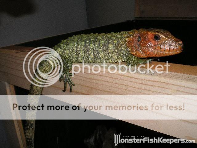 fish20119.jpg