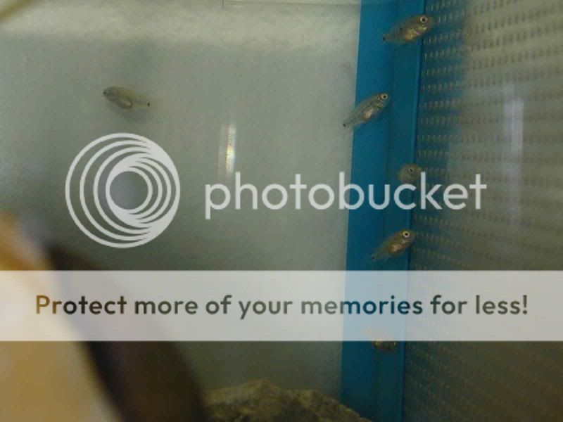6_cichlids.jpg