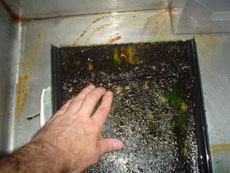 LFSscreenDay14cleaningSmall.jpg