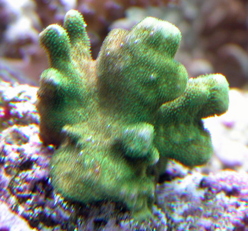 3090456156_65d711ce26.jpg