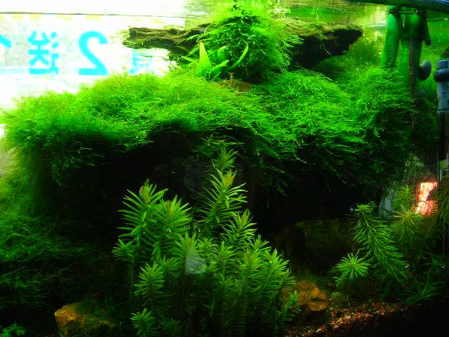 DSCN7790.jpg