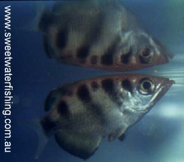 ArcherFish.jpg