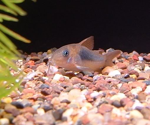 03-11-06EmeraldCory.jpg