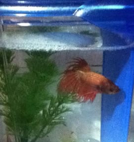 betta-bubbles.jpg
