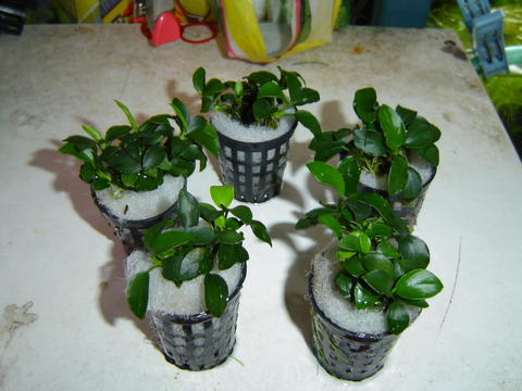 Anubias_Barteri_Var_Nana_petite_.jpg